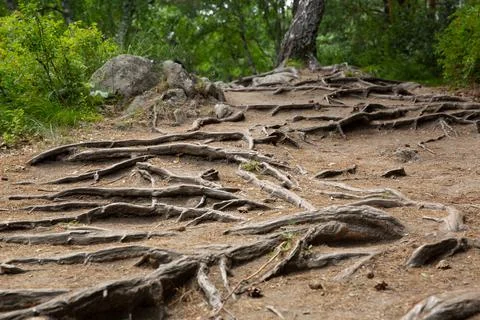 The roots of trees in the forest stick out of the ground in a coniferous fore Stock Photos