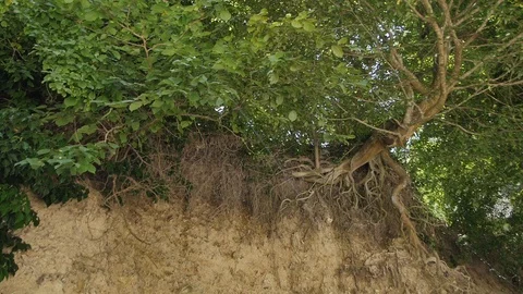 Roots of the Trees Hang down from the Cliff Stock Footage 89738323