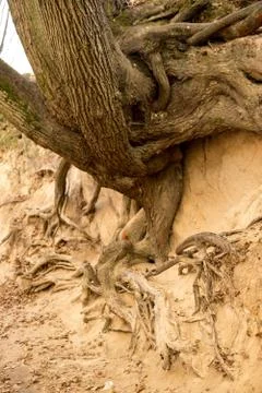 Roots of trees inside of a gully Stock Photos