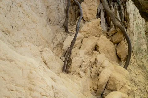 Roots of trees inside of a gully Stock Photos