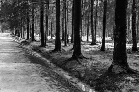 The roots of the trees in the park Stock Photos