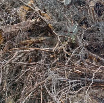 Roots of the trees Stock Photos