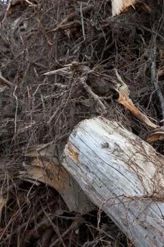 Roots of the trees Stock Photos