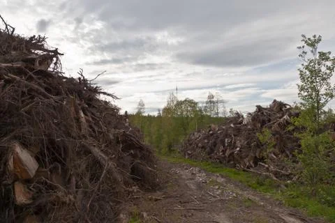 Roots of the trees Stock Photos