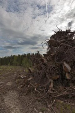 Roots of the trees Stock Photos