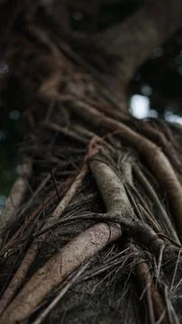 Roots on trees Stock Photos