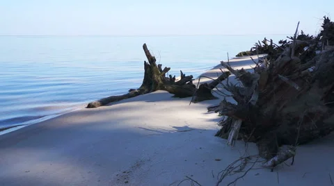 The roots of trees on the seashore. 스톡 동영상 49164057