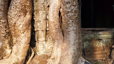 The roots of the trees sprouted into the ruins of the temple TA Prom  Stock Footage 105985209