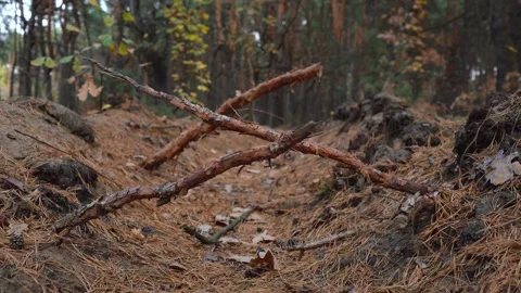 The roots of the trees with webs of the earth Stock Footage 141574085