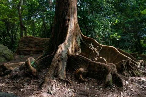 Roots of tropical tree Stock Photos