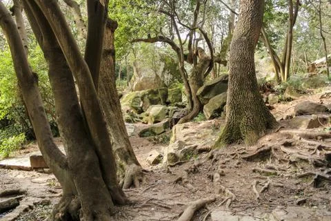 The roots of the trunks. Stock Photos