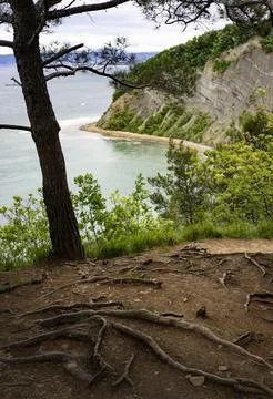 Roots under pine tree and over the sea level Foto stock