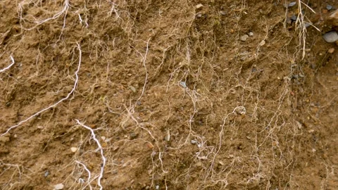 Roots underground Stock Footage 141668400