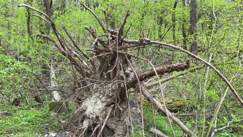 Roots of uprooted fallen tree on ravine slopes in forest Stock Footage 335397032
