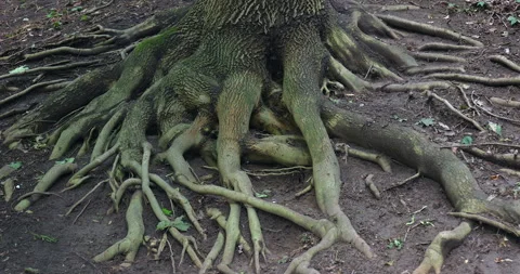 Roots of a very old oak Vidéo 244947525