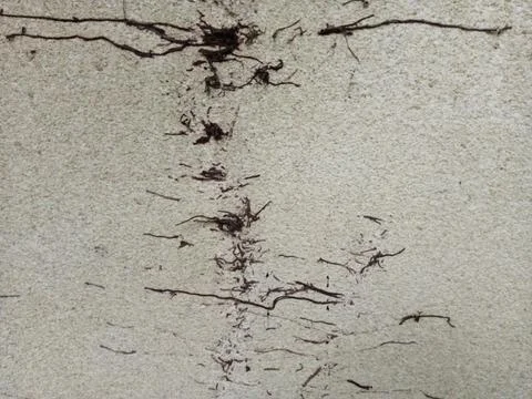 Roots on the wall for the background Stock Photos