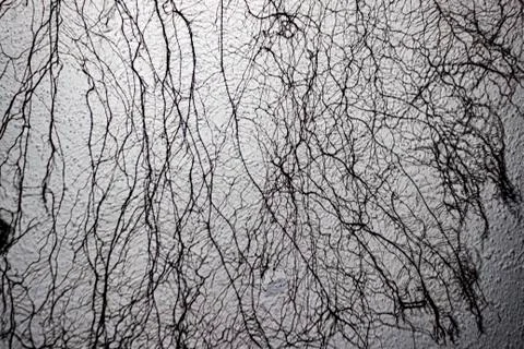 ROOTS ON THE WALL Foto stock