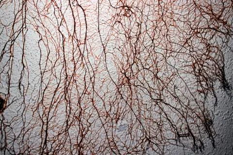 ROOTS ON THE WALL Foto stock