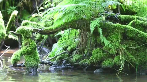 Roots In The Water Stock Footage 53278481