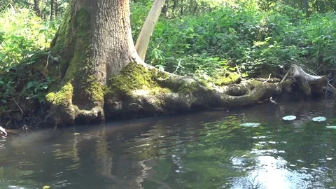 Roots in water Stock Footage 91609170