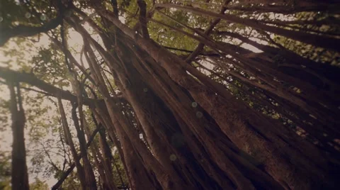 Roots of wisdom tree Stock-Footage 45971079