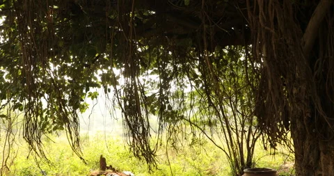 Roots Of Wisdom Tree Stock Footage 293186116