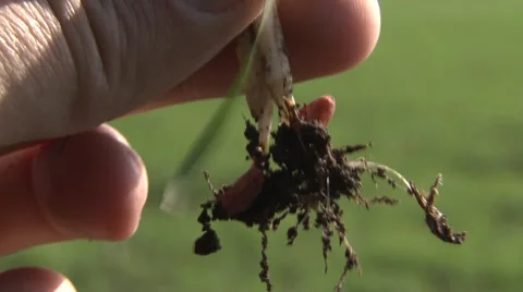 Roots of young wheat Stock Footage 43156870