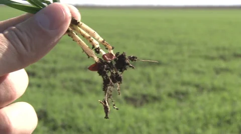 Roots of young wheat Stock Footage 43157706