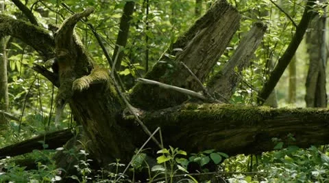 Rootstock Stock-Footage 11437811