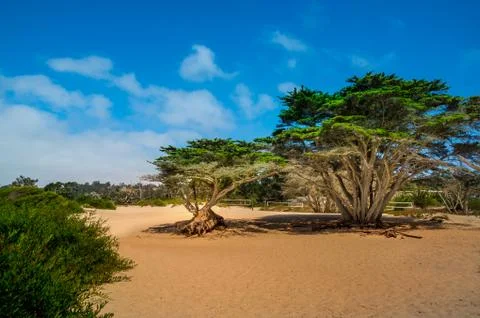 Rooty pine trees at a beach in Carmel beach at beautiful weather Stock Photos