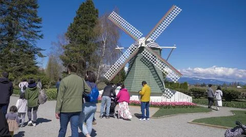 RoozenGaarde Tulip Farm Foto stock
