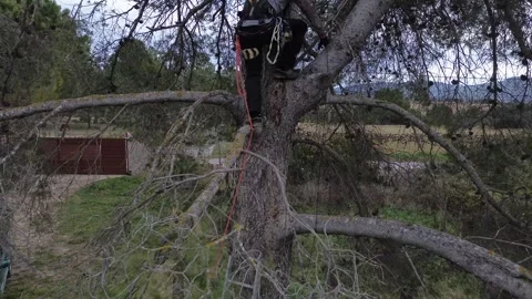 Rope access technician by accessing on branches of large tree Stock Footage 302874922
