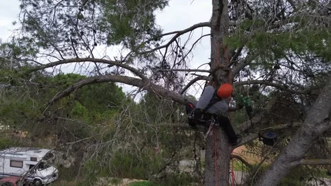 Rope access technician climbing branches of a large pine tree Stock Footage 302874930