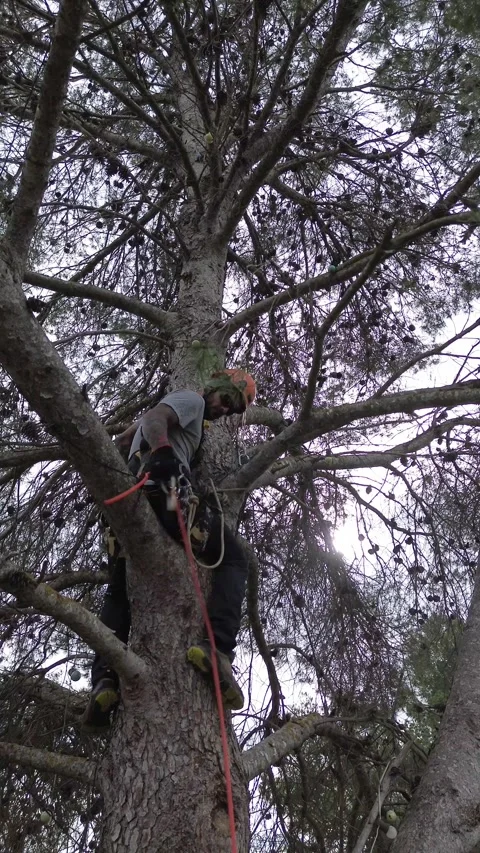 Rope access technician climbing a tree Stock Footage 302161869