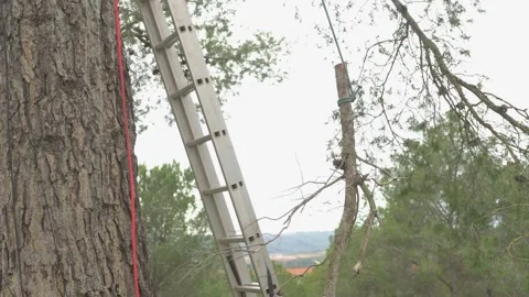 Rope access technician cutting branches with ladder and rope Stock Footage 302548536