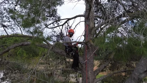 Rope access technician preparing material for tree pruning Stock Footage 302960654
