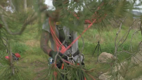 Rope access technician preparing for tree pruning Stock Footage 302790345