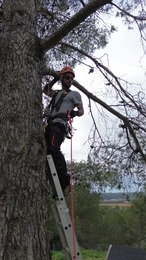 Rope access technician pruning branches on a tall pine tree Stock Footage 301860002
