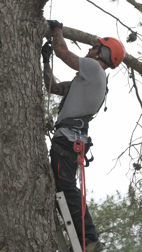 Rope access technician pruning branches on a tall pine tree Stock Footage 302246637