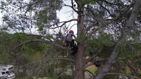 Rope access technician pruning branches of a large pine tree Stock Footage 303061202