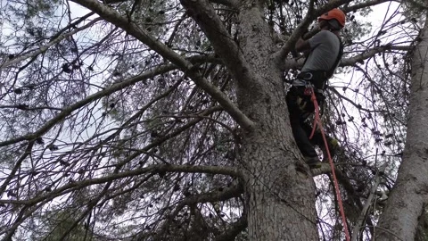 Rope access technician pruning branches of a large tree Stock Footage 303061221