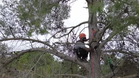 Rope access technician pruning by securing with a rope Stock Footage 302874940