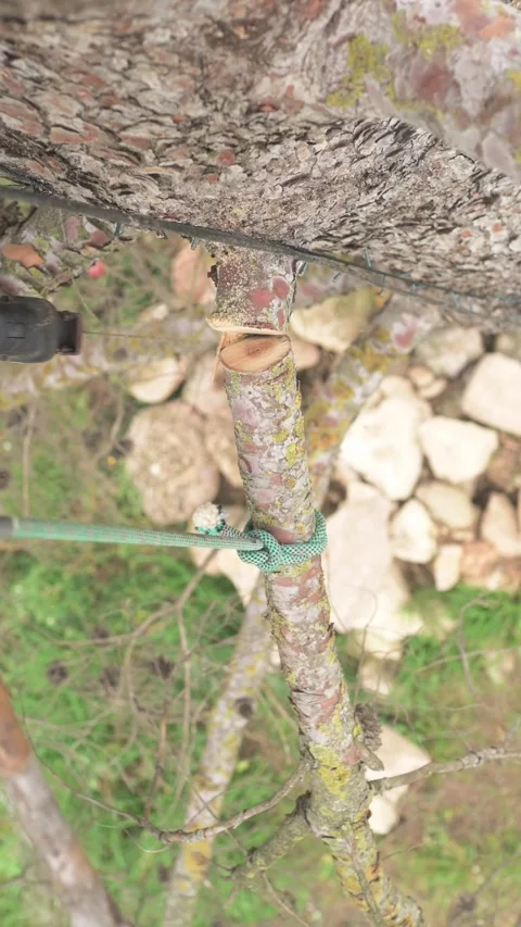 Rope access technician pruning tree branch Stock Footage 302960645