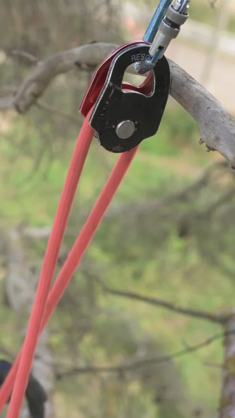 Rope access technician using pulley system for tree pruning Stock Footage 302161876