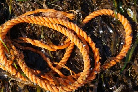 Rope on algae Stock Photos