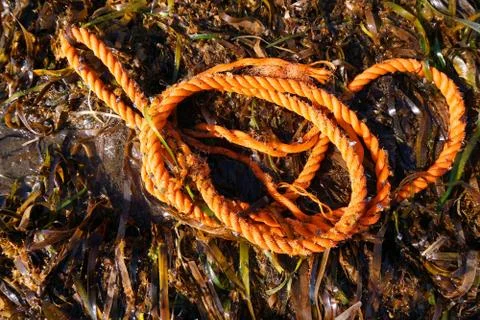 Rope on algae Stock Photos