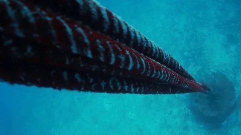 Rope bottom of ocean scuba diving Stock Footage 77730197
