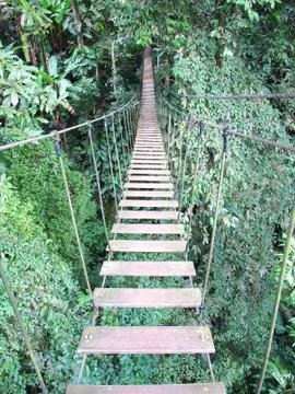 Rope bridge on high forest tree , chiang mai, thailand Stock Photos