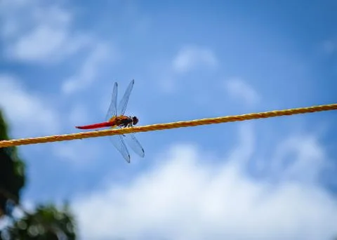 Rope dancing Dragonfly Stock Photos
