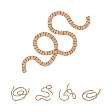 Rope element vector illustration for security and connection Stock-Illustration